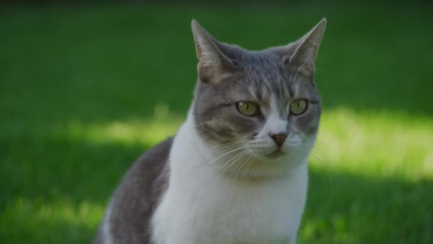 在花园里遛猫 一只白色的胖胖的家猫转过头 在绿色的草坪上对着什么东西做出反应 — 图库视频影像