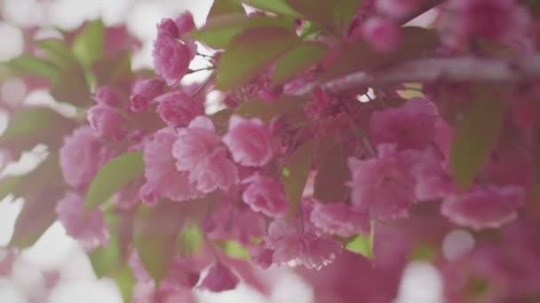 Kwitnący Kwiat Sakury Kwiat Wiśni Gałąź Drzewa Słońcu Zachodzącym — Wideo stockowe