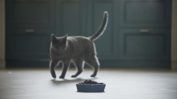 Purebred Cat Walking Meal Indoors Slow Motion — Vídeo de stock