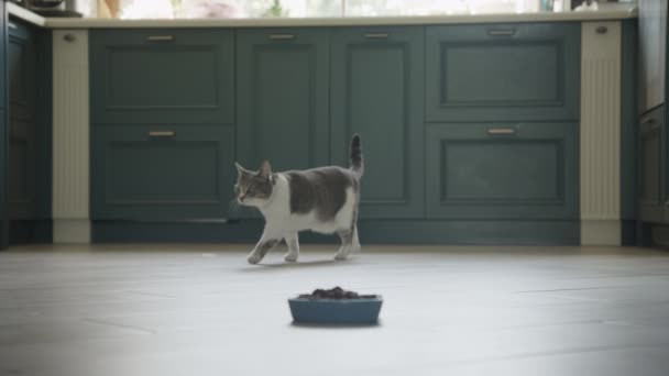 Stray Cat Walking Meal Slow Motion Indoors — Stockvideo