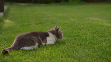 Stray cat playing in the garden grass. White tabby domestic cat hunting in the lawn outside in slow motion