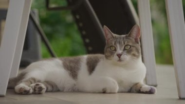 Domestic short hair tabby cat relaxing in porch outside in slow motion