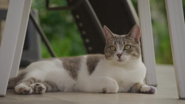 Domestic Short Hair Tabby Cat Relaxing Porch Slow Motion — 비디오