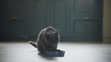 Grey domestic cat eating meal indoors in slow motion