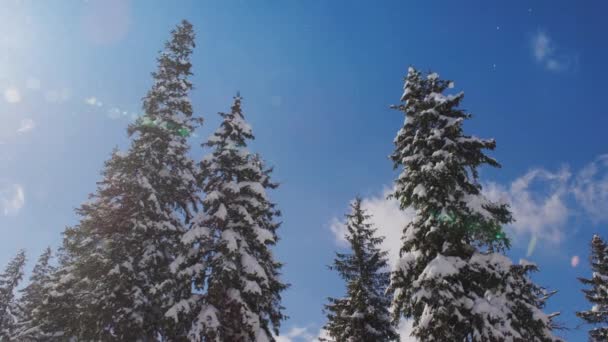 Low Angle View Pine Trees Covered Snow Wind Spraying Snowflakes — Stock video