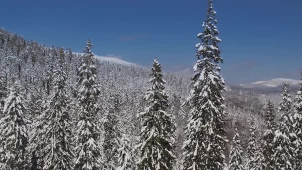 Forêt Pins Couverte Neige Dans Les Montagnes Hiver Extérieur — Video