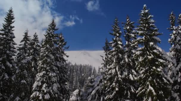 Vue Panoramique Sur Station Ski Travers Les Pins Couverts Neige — Video