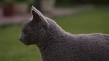 Gri safkan kedi başını çeviriyor ve yavaşça bahçedeki kameraya bakıyor.