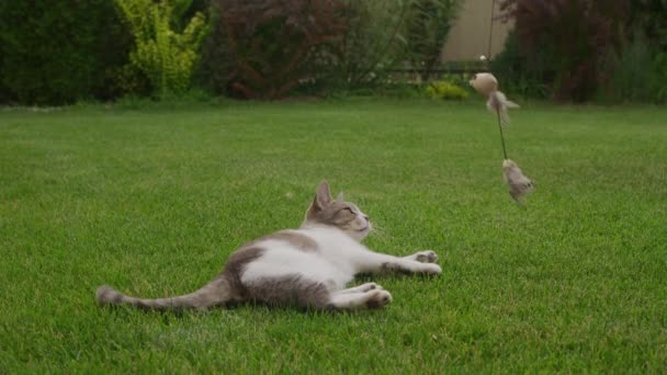 Бродячая Кошка Играет Саду Зеленой Газоне Замедленной Съемке — стоковое видео