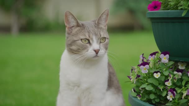 Stray Cat Sitting Garden Looking Slow Motion — Vídeo de stock