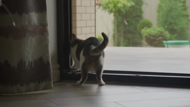Gato Doméstico Escapando Casa Mascota Abriendo Puerta Cámara Lenta — Vídeo de stock