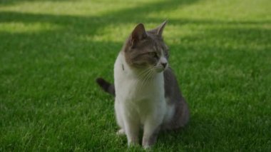 Bahçedeki yeşil çimlerin üzerinde oturan sokak kedisi. Yavaş çekimde yerel bir tekir kediye yaklaşın