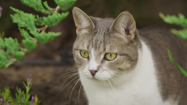 Stray Cat Garden Close Face Domestic Feline Gazing — Stock videók