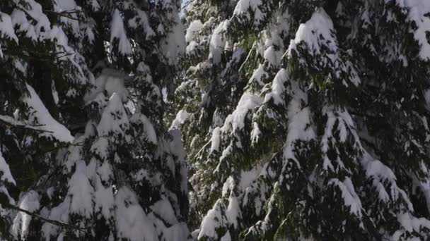 Pine Trees Covered Snow Close Panorama Ski Resort Woods Winter — Stock Video