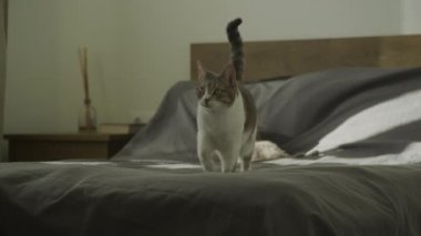 Feral cat walking on camera on a bed in slow motion. White striped kitty is crawling and looking at camera indoors