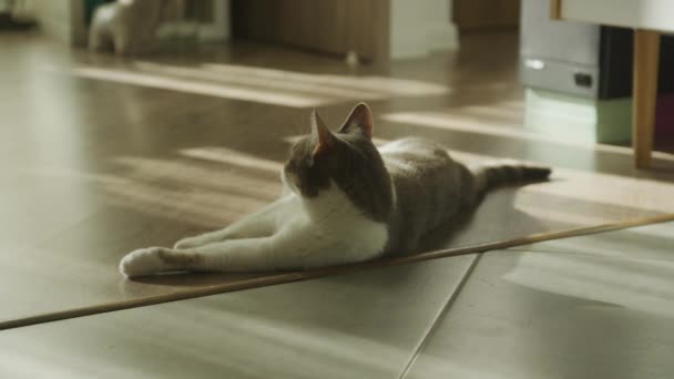 Domestic Cat Relaxing Floor Sunlight Stray Feral Catching Sunshine Home — Vídeo de stock