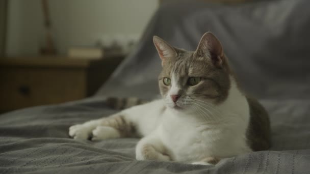 Yatakta Dinlenen Meraklı Evcil Kedi Evde Oyun Havasında Başıboş Kedi — Stok video