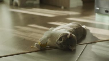 Lazy cat catching a toy ball on the floor. Domestic striped tabby short hair feline.