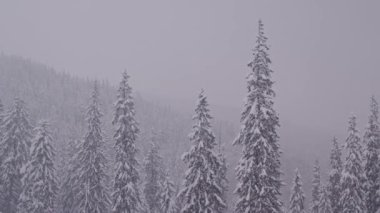 Heavy snowfall in pine woods in mountains. Scenic view on spruce trees covered in snow