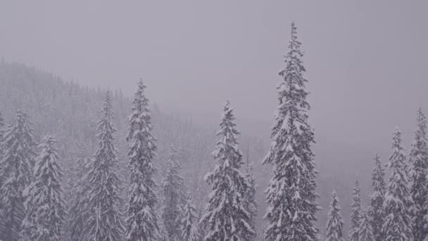 山の中で松の森の中で大雪 雪に覆われたスプルースの木の風景 — ストック動画