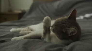 Domestic Cat Relaxing on Bed and Cleaning Paw. Adorable striped shorthair feline washing up in slow motion