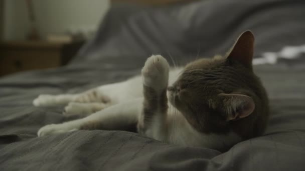 家猫在床上放松和清洁爪子 可敬的条纹飞毛腿猫慢动作冲刷 — 图库视频影像