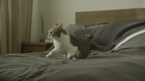 Zwei Katzen Sonnen Sich Und Spielen Auf Dem Bett Sie — Stockvideo