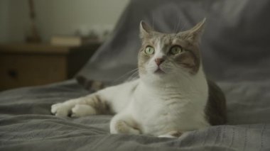 Domestic Cat Looking Scared on Bed. White tabby stray feline is terrified indoors in slow motion