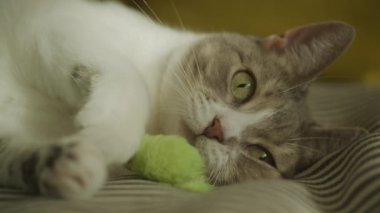 Yatakta oynayan sevimli tembel kedi. Yakından. Yavaş çekimde kameraya bakan tekir kedicik.
