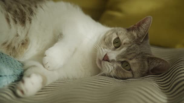 Tabby Gato Doméstico Pegar Brinquedo Mouse Listrado Cabelo Curto Felino — Vídeo de Stock
