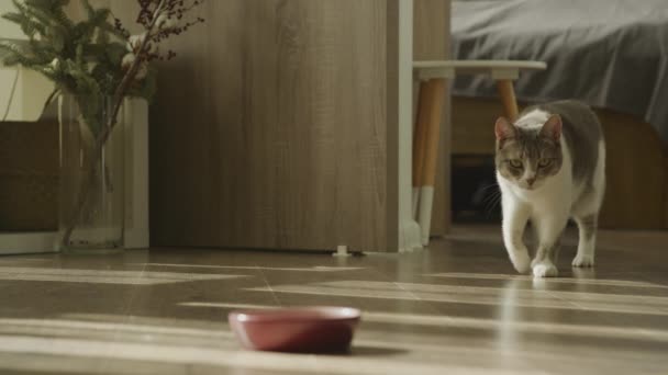 Gato Doméstico Caminando Para Comer Comida Cámara Lenta Pelo Corto — Vídeo de stock