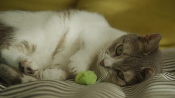 家猫攻击玩具鼠标 用爪子猎取快乐心情中的白色斑斑流浪猫 — 图库视频影像