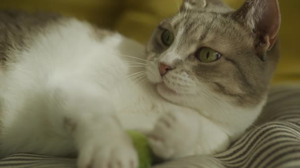 Niedliche Faule Katze Spielt Und Wäscht Pfote Bett Zeitlupe — Stockvideo