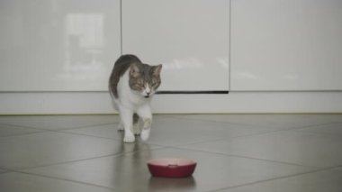 Yemek yemek için yürüyen ev kedisi, beyaz tekir kedisi kahvaltı beklentisi