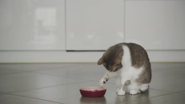 고양이는 사용하여 먹으며 길잃은 고양이는 집안에서 동작으로 습관을 받아들인다 — 비디오