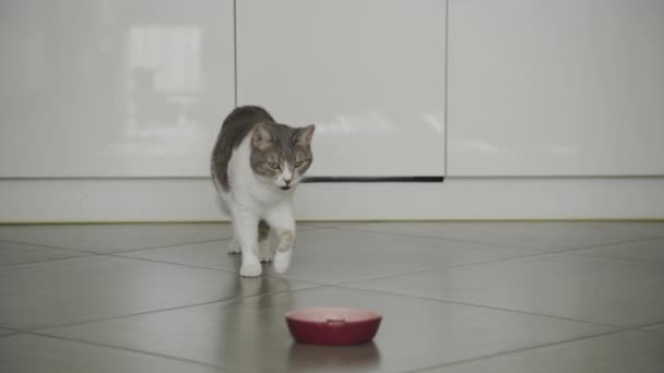 Gato Doméstico Caminando Comer Comida Blanco Tabby Callejero Felino Desayuno — Vídeo de stock