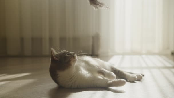 Domowy Kot Bawi Się Myszką Zwolnionym Tempie Leniwy Biały Tabby — Wideo stockowe