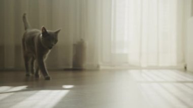 Gri kedi ağır çekimde gün ışığında yürüyor. Safkan kısa saçlı kedi geçiyor.