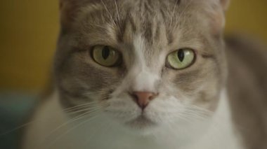 Cat eyes looking at camera close up, domestic cat portrait. White tabby short hair feline gaze at camera