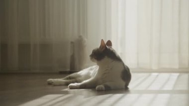 Domestic cat relaxing in sunlight, tabby feline looking at camera in slow motion