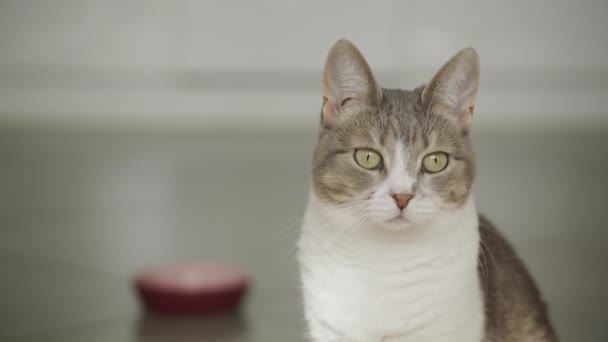 家猫和她吃饭时的肖像 走失的猫慢镜头看着相机 — 图库视频影像