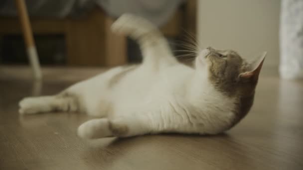 懒猫捉玩具 家猫在地板上玩耍 猎杀白色小野猫 — 图库视频影像