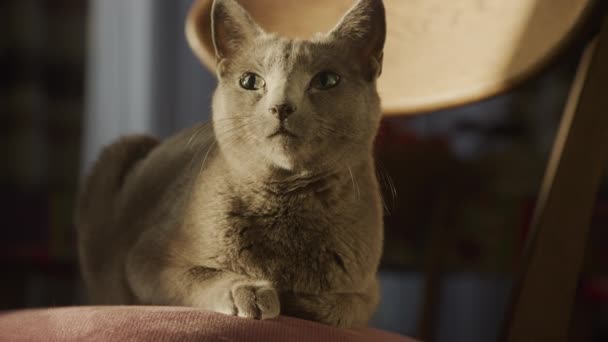 Domowy Kot Relaksujący Się Słońcu Krześle Czysty Szary Krótkowłosa Koci — Wideo stockowe
