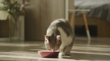 Evcil kedi yemek yiyor, kısa saç kedinin tadına bakıyor ve yavaş çekimde evde yemek yiyor.
