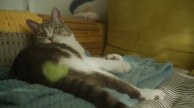 Domestic cat catching a mouse toy. Striped short hair stray feline is hunting on bed in slow motion
