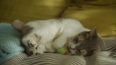 Domestic cat washing toy mouse, tabby short hair feline relaxing on couch at home