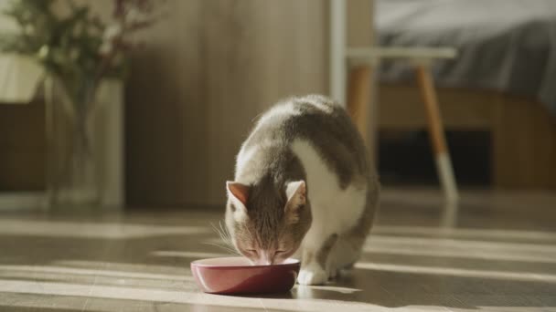 Domestic Cat Eating Food Tabby Short Hair Feline Tasting Meal — Stock video