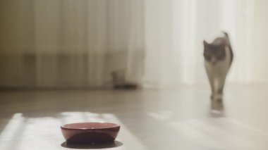 Çizgili evcil kedi yemek yemek için kameraya bakıyor. Tekir kedisi yavaşça kahvaltısına odaklanıyor.