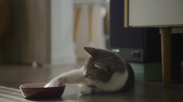 Домашня Кішка Їсть Їжу Допомогою Лапи Бродячий Кіт Грає Їжею — стокове відео