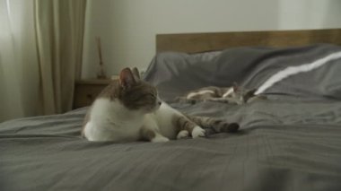 İki evcil kedi yatakta dinleniyor, uykulu kediler gün ışığında ağır çekimde uzanıyor.